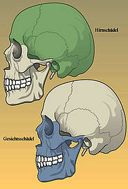 Einteilung des knöchernen Schädels