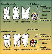 Oberer und unterer Molar