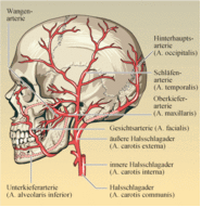 Gefäßversorgung des Kopfes