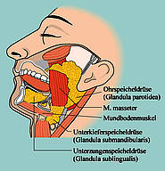 Speicheldrüsen