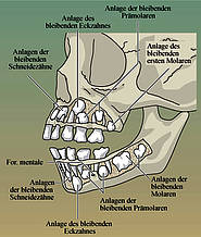 Milchzahngebiss und Zahnanlagen bleibender Zähne