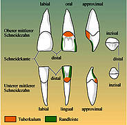 Oberer und unterer Schneidezahn