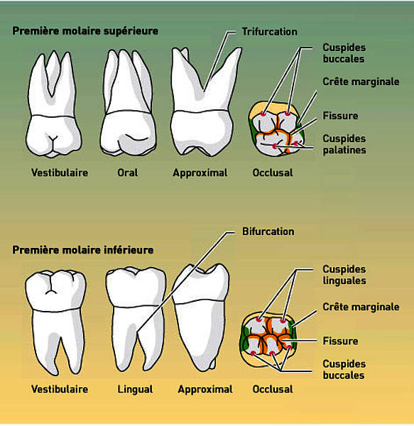Molaire Supérieure Et Inférieure 