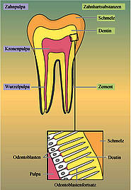 Zahnpulpa (Zahnmark) und Zahnhartsubstanzen