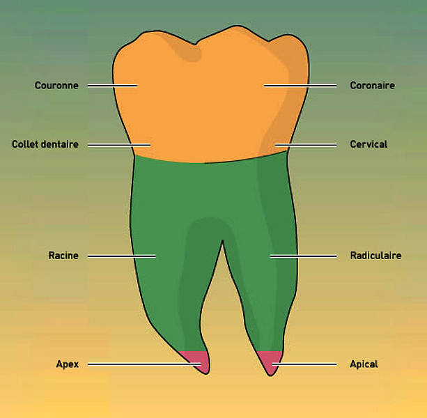 Anatomie Des Dents 