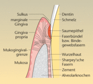 Befestigung der Gingiva am Alveolarknochen und Wurzelzement