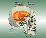 Schläfenmuskel