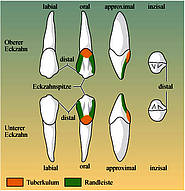 Oberer und unterer Eckzahn