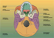 Schädelansicht von unten