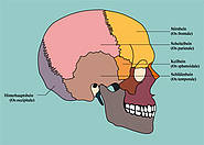 Seitenansicht des Schädels