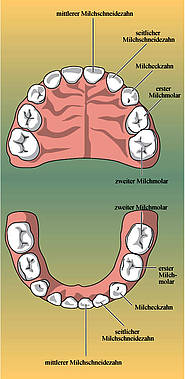 Milchgebiss (Dentes decidui)