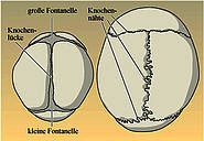 Fontanellen beim Neugeborenen, Knochennähte beim Erwachsenen