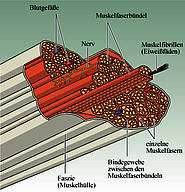 Aufbau und Funktion eines Skelettmuskels