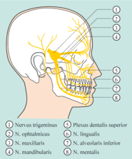 Verlauf des Nervus trigeminus