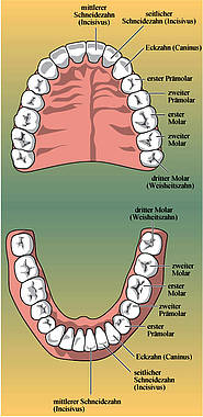 Bleibendes Gebiss